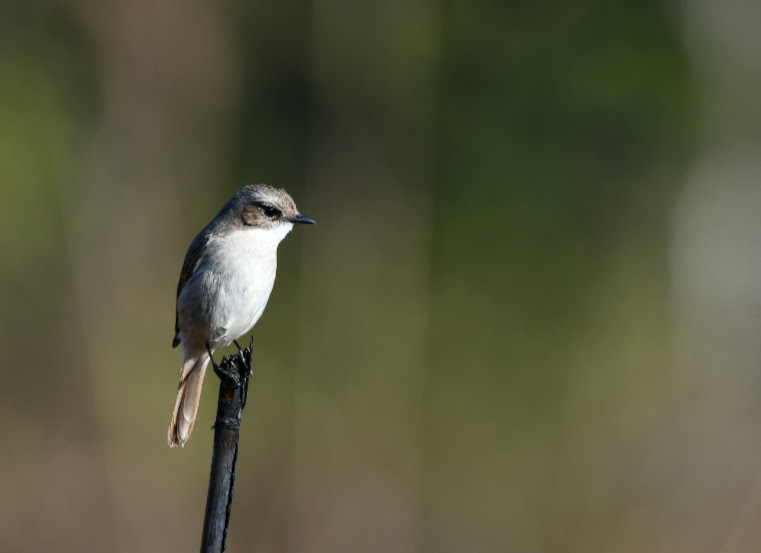 297 Bird species make Dang their home